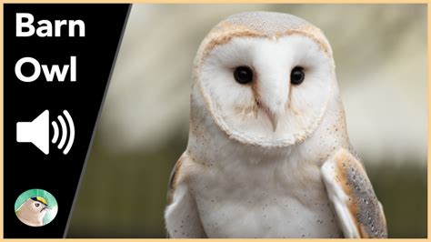 The sound recording above is of the territorial song of an American Barn Owl. It is a screeching sound that is hard to miss. Somewhat softer and less intense-looking than the Great Horned Owl, Barn Owls are characterized by their white coat of feathers, and their “friendlier” appearance. 